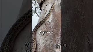 How snakes climb trees!