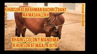 khubsorat Brahman bachri/bhains colony mandi updates