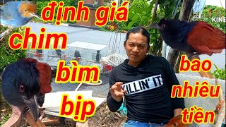 Định Giá Chim Bìm Bịp Giá Bao Nhiêu Tiền Một Con.Công Sức Nuôi Dưỡng. Bìm Bịp Một Lần Ăn Ốc Mấy Con.