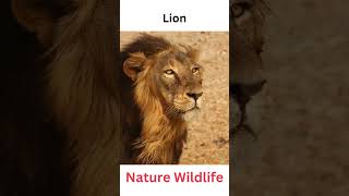 Lion #animals