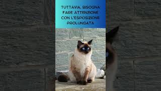 Il sole fa bene ai gatti?   #shorts  #curiosità #amicifelini #cute #pets #viralvideo #gatti