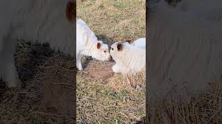 Seamus & Lucille #animal #cow#cowlover