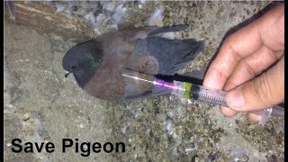 Pigeon can't walk. What do I do? || Best Treatment || Vet Save bird.