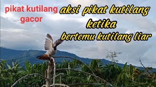 suara pikat burung kutilang gacor ampuh||cocok buat masteran