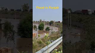 FLOOD IN PUNJAB. OVERFLOWING GHAGGAR RIVER. #shorts #ghaggarriver #punjab #flood