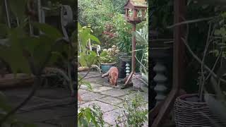 A FOX in the garden?!