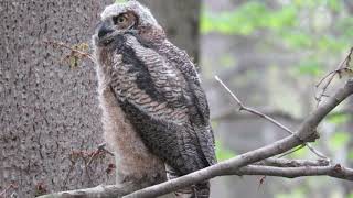 Great Horned Owl