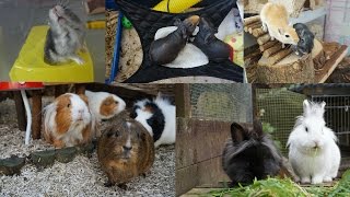 Evening Pet Routine | Guinea Pigs, Rabbits, Gerbils & Hamster