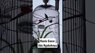 Konin Gacor Ngekek Panjang