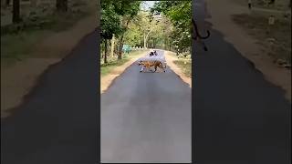 pench k turia Gate aur khawasa k beech road par tigress aur uske 4 cubs   #shorts #shortsfeed #viral