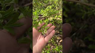 Wild blueberry plants in bloom #gardening