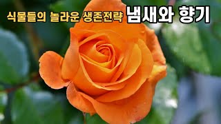 식물들의 놀라운 생존전략 냄새와 향기