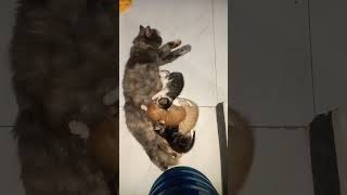 anak kucing persia umur 2 minggu