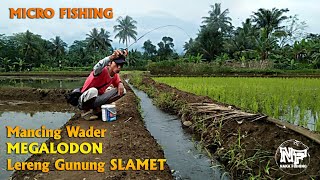 Micro fishing || Mancing wader MEGALODON lereng gunung SLAMET #mancingwader #microfishing