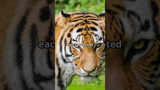 Tiger Tales:  Stripes, Species, and Survival