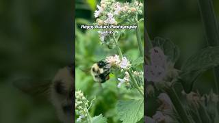 Did you see how much pollen that bumblebee had? 🐝 #newbees #nativebees #nature #photography