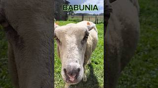 BABUNIA 🐑  - MOJA ULUBIENICA #shorts #short #sheep #owca #jarywilczek #funny #lamb #animallover