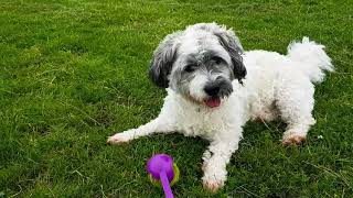 Shichon Teddy Bear Exceptionally Happy Playing with a Ball