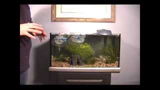 Aquarium Set Up - Adding fish - 2