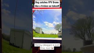 🐶 Penny catches FPV Drone (tiny whoop) on takeoff like a frisbee #dog #fpvdrone #tinywhoop