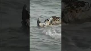 Fish and Eagle fight |shorts