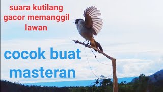 suara burung kutilang gacor memanggil lawan