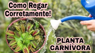 Planta Carnívora # Como Regar Corretamente! # Dionéia Muscipula