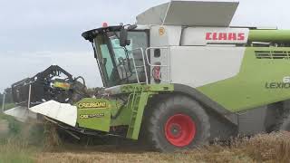 Lohnunternehmer Hannes Hauptmann    Getreideernte 2023 mit Claas Lexion 670 6Meter Schneidwerk zusam