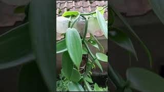 cara tanaman vanili subur dan cara perawatannya#berkebun #berkebundirumah #durian #bertani #asyari