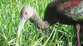 White-faced Ibis