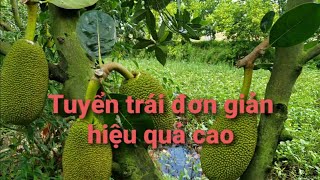 tuyển mít đơn giản hiệu quả cao