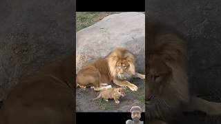 #lion #lioncubs #animals #safari #wildlife #zoo #music #calmdown #musica #amor