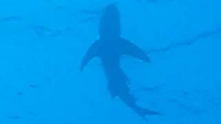 Oceanic White Tip Shark Red Sea