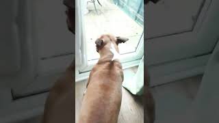 she needed the loo at the end lol 😂🐶 #dogs #funny #cute #minibully