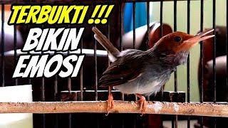 PRENJAK merah gacor dor KONSLETTT !!! PRENJAK bahan GACOR | COCOK UNTUK MASTERAN & PIKAT PRENJAK