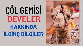 DEVELER HAKKINDA İLGİNÇ BİLGİLER & DEVELERİN ÖZELLİKLERİ & ÇÖL GEMİLERİ & DEVE BELGESELİ