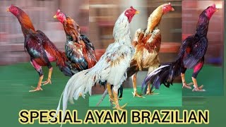 KHUSUS HARI INI SPESIAL AYAM BRAZIL #ayambrazilian #ayambangkok #ayammangon #rooster #ayampakhoy