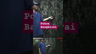 POHON BESAR BANGKIRAI HUTAN KALIMANTAN