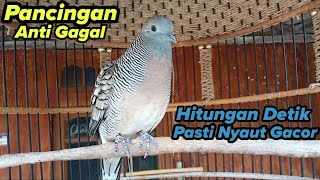 Perkutut lokal gacor Pancingan anti gagal Hitungan detik Pasti nyaut.