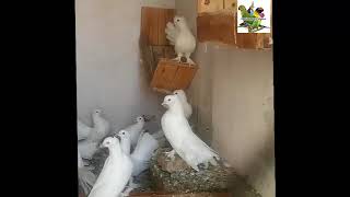 White Fantail Pigeons Breeding in Pakistan