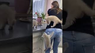 Meilleures vidéos d'animaux drôles de 2023 🤣 - Vidéos de chats et de chiens les plus drôles 😺😍