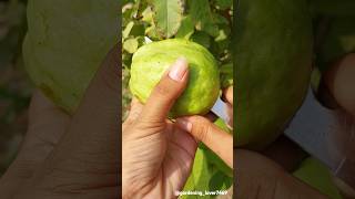 Fruits harvesting 🍑🍐🥝🍓🍈 #organic #seasonalfruit #fruitfarming #satisfying @gardening_lover7469