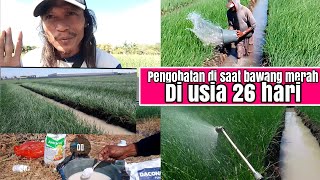 pengobatan di saat bawang merah di usia 26 hari,dengan pertumbuhan melaju kencang