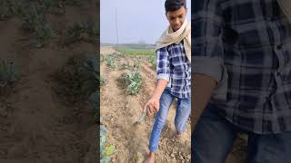 Razma sowing राजमा की बुआई #farming #agriculture