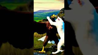 Cat fight eagle #wildbattle  #trendingshorts #eagle #cats