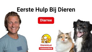 Wanneer naar de dierenarts bij diarree van je huisdier?