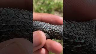 How lizards change color!