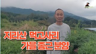 정영농장 가을 고사리 종근 분양 10월 25일 부터 30일