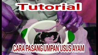 CARA PASANG UMPAN USUS AYAM