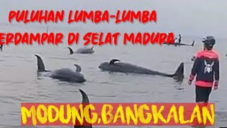 VENOMENA ALAM.❗PULUHAN LUMBA-LUMBA TERDAMPAR DI SELAT MADURA.